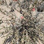 Cylindropuntia leptocaulis Leaf