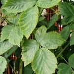 Rubus scaber Leaf