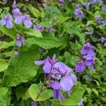 Orychophragmus violaceus Flor