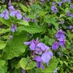 Orychophragmus violaceus Flower