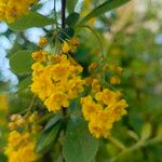 Berberis vulgarisFlor