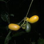 Abuta grandifolia Fruit