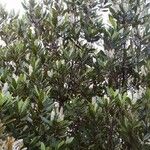 Cunonia balansae Hábito