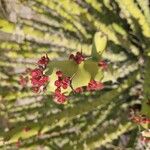 Euphorbia caducifolia Flor