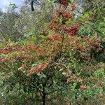 Cotoneaster glaucophyllus Habitat