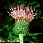 Cirsium heterophyllum Flower