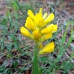 Genista sagittalis Flor