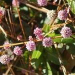 Persicaria capitata Цвят