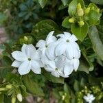 Jasminum multiflorum പുഷ്പം