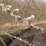 Salix discolor ഫലം