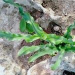 Drimia undulata Φύλλο