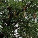 Kigelia africana Yeri