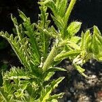 Potentilla recta Blad