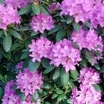 Rhododendron catawbiense ফুল