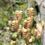 Briza maxima Fruit