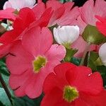 Primula hirsuta Flor
