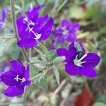 Legousia speculum-veneris Blüte