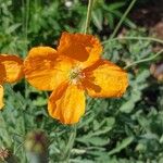 Papaver atlanticum