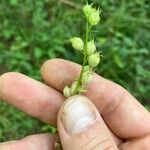 Lobelia inflata Fruit