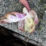 Himantoglossum robertianum Fula