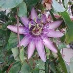 Passiflora amethystinaफूल