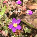 Spergula purpurea Квітка