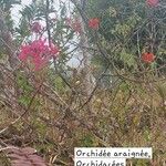 Epidendrum ibaguense Virág
