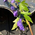 Aconitum degenii फूल