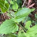 Smilax tamnoides Blatt