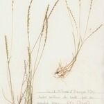 Vulpia unilateralis 形態
