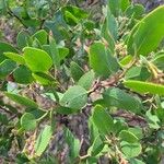 Arctostaphylos patula 葉