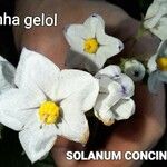 Solanum concinnum