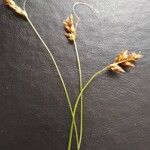 Carex divisa ᱛᱟᱦᱮᱸ