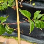 Campsis radicans Bark