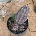 Echinocereus subinermis Лист