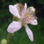 Rubus montanus Blüte