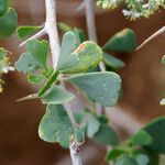 Nitraria retusa Leaf