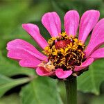 Zinnia peruviana Flower