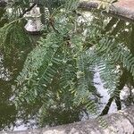 Prosopis glandulosa Листок