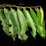 Guatteria pannosa Лист