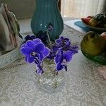 Streptocarpus ionanthus Flower