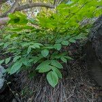 Aralia californica ഇല