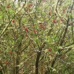 Crinodendron hookerianum Агульны выгляд