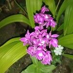 Spathoglottis unguiculata Flower