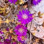 Drosanthemum hispidum Blüte