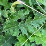 Cirsium tuberosum Blatt