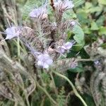 Phacelia tanacetifoliaFlor