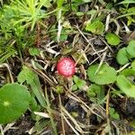 Potentilla indicaПлод