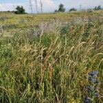 Calamagrostis epigejosफूल