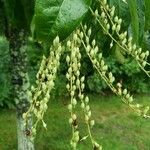 Oxydendrum arboreum Fruct